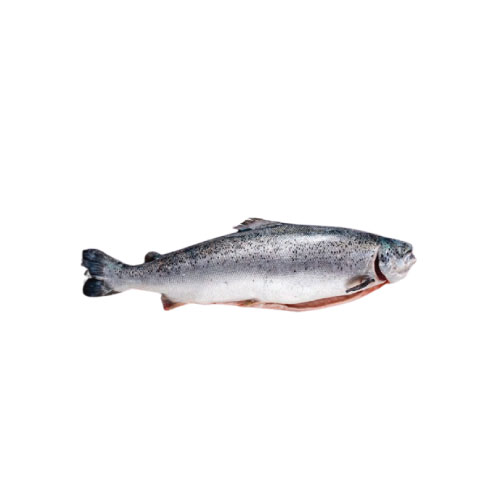 Whole Salmon Fish